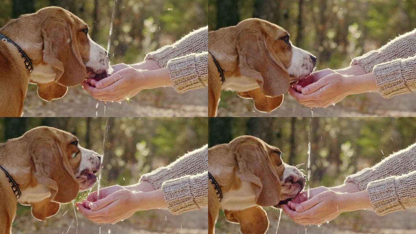 狗狗在主人的手掌中喝水