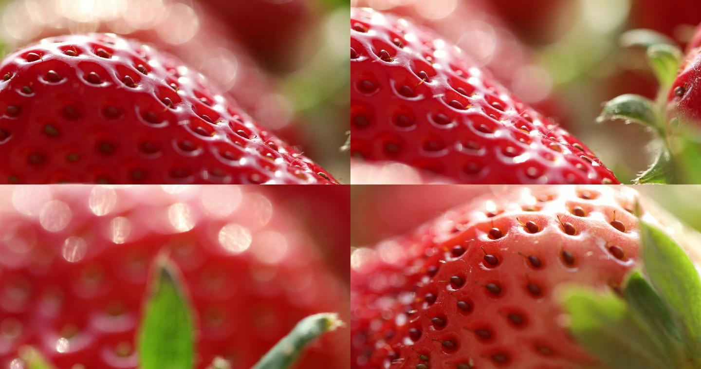 草莓4K