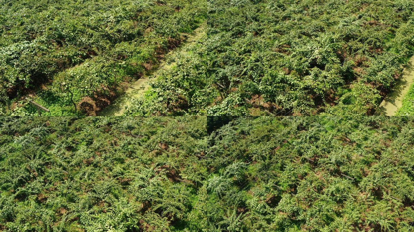 猕猴桃农田茂盛的农作物4K航拍