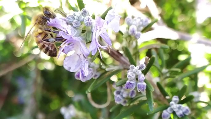 蜜蜂在春天为盛开的迷迭香花授粉