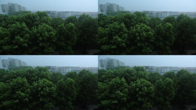 台风大风暴雨树木城市大雨原素材强降雨