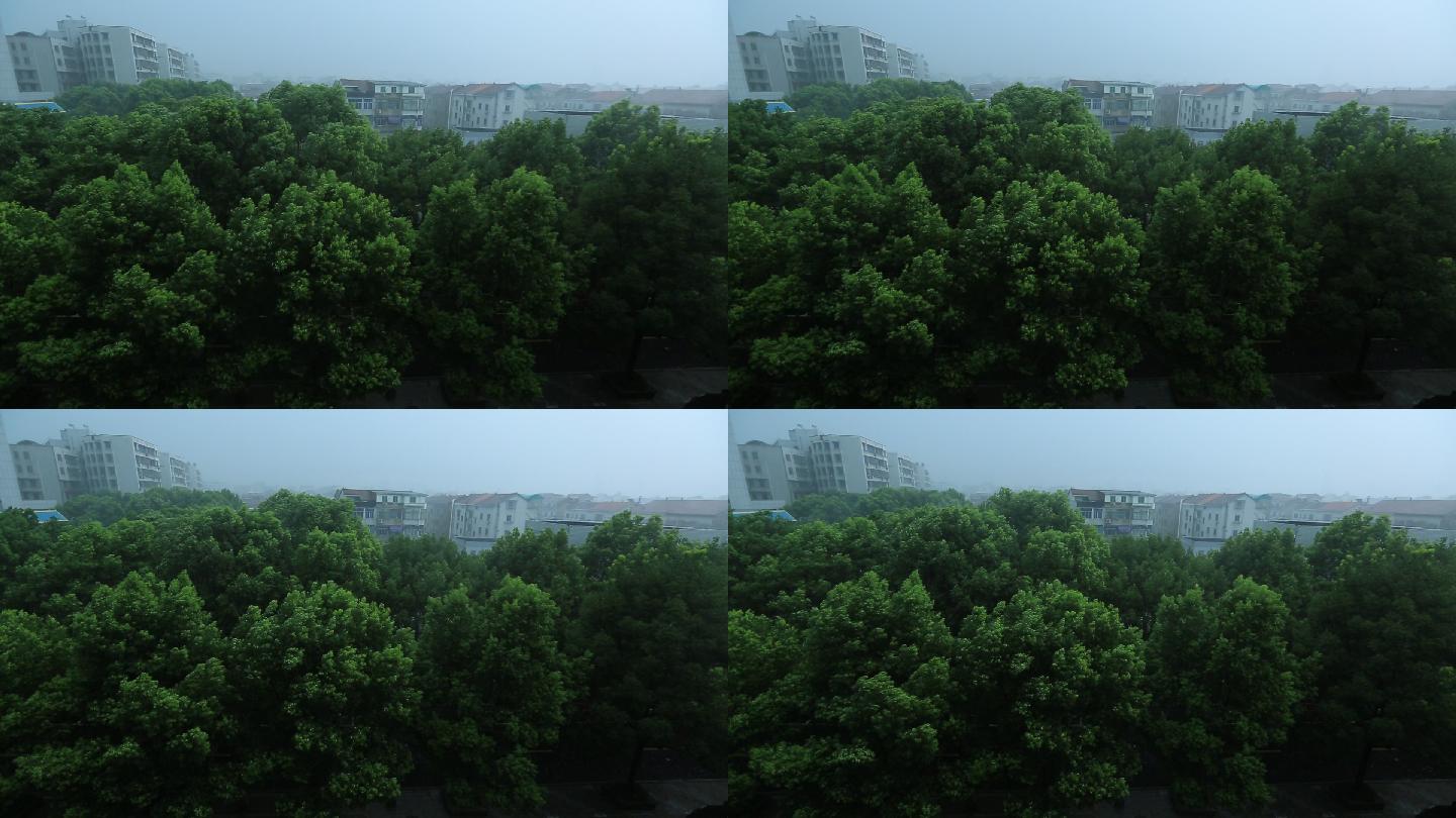 台风大风暴雨树木城市大雨原素材强降雨