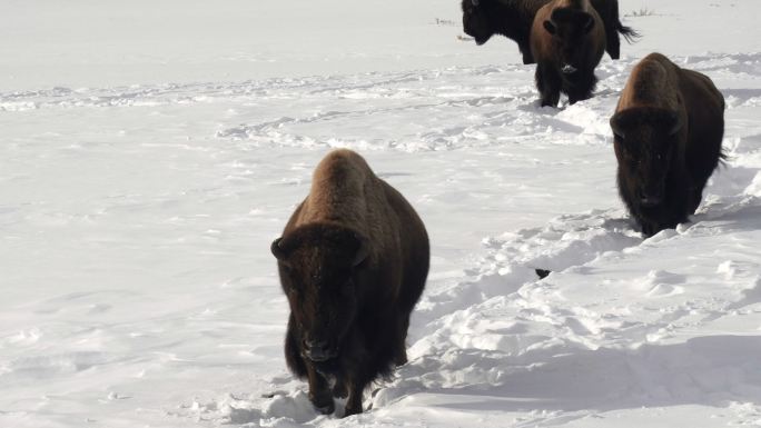 黄石公园野牛群在深雪中行走