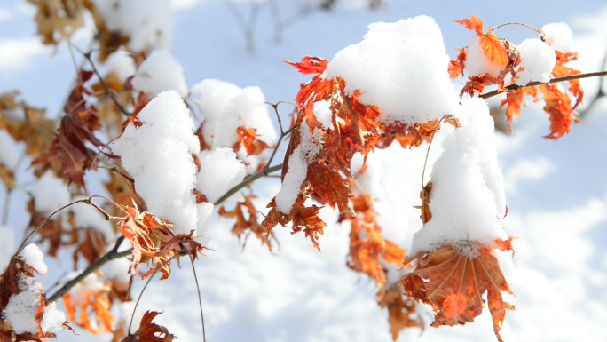 雪地雪景雪松