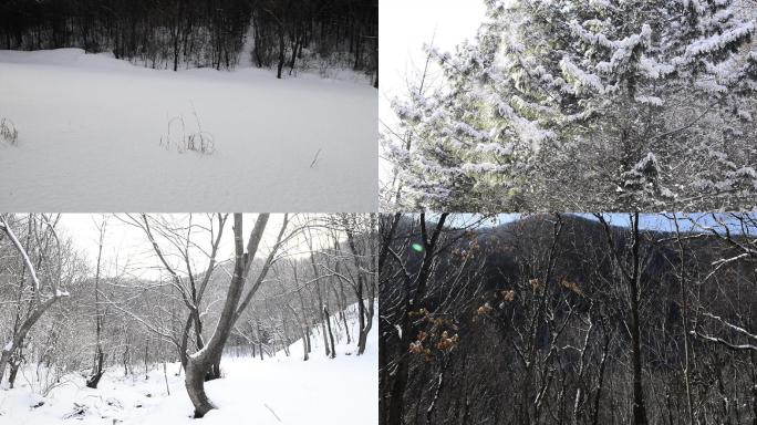 雪地雪景雪松