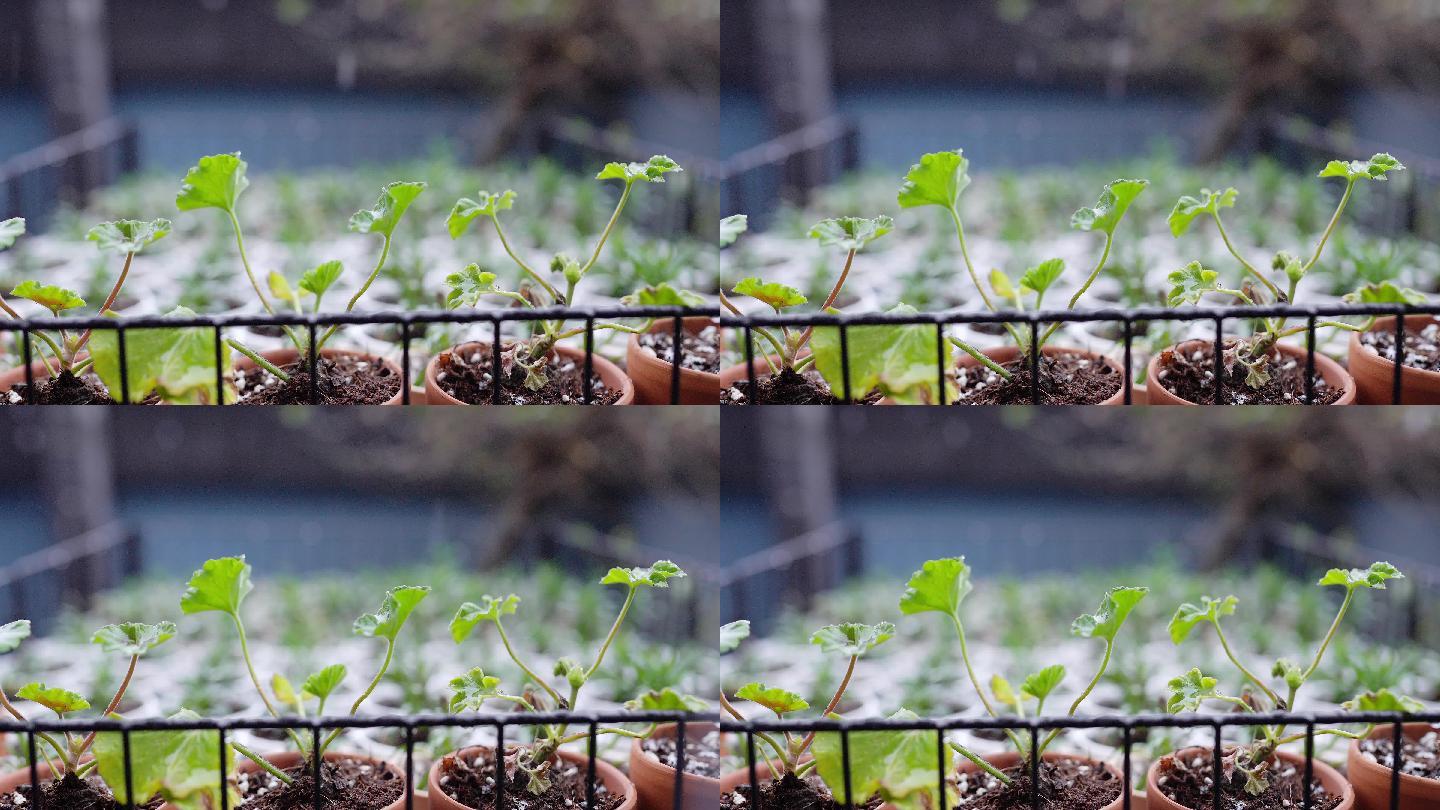 雪中的盆栽植物