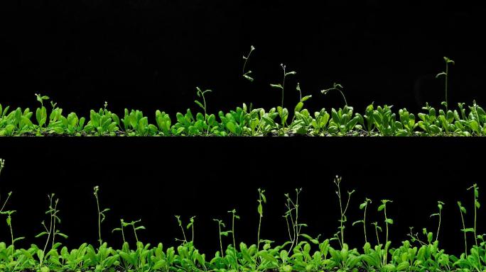 生长的植物栽培延时拍摄成长过程