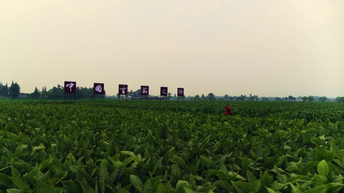 中国雪茄之乡烤烟地农民劳作4K航拍