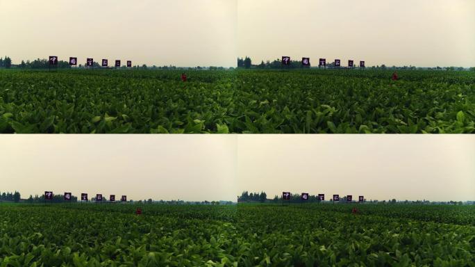 中国雪茄之乡烤烟地农民劳作4K航拍