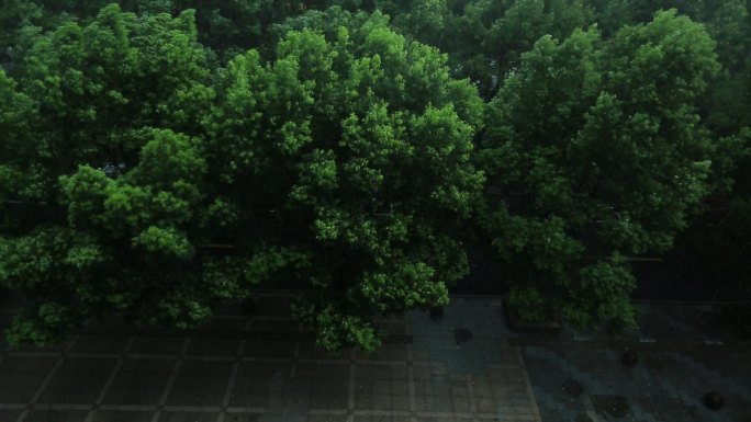 台风大风暴雨树木城市大雨原素材