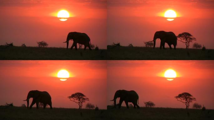 大象非洲野性草原剪影迁徙