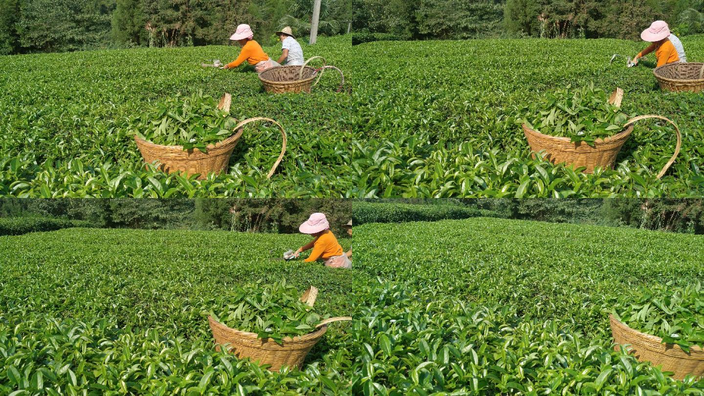 农民茶山茶园茶叶茶田采茶