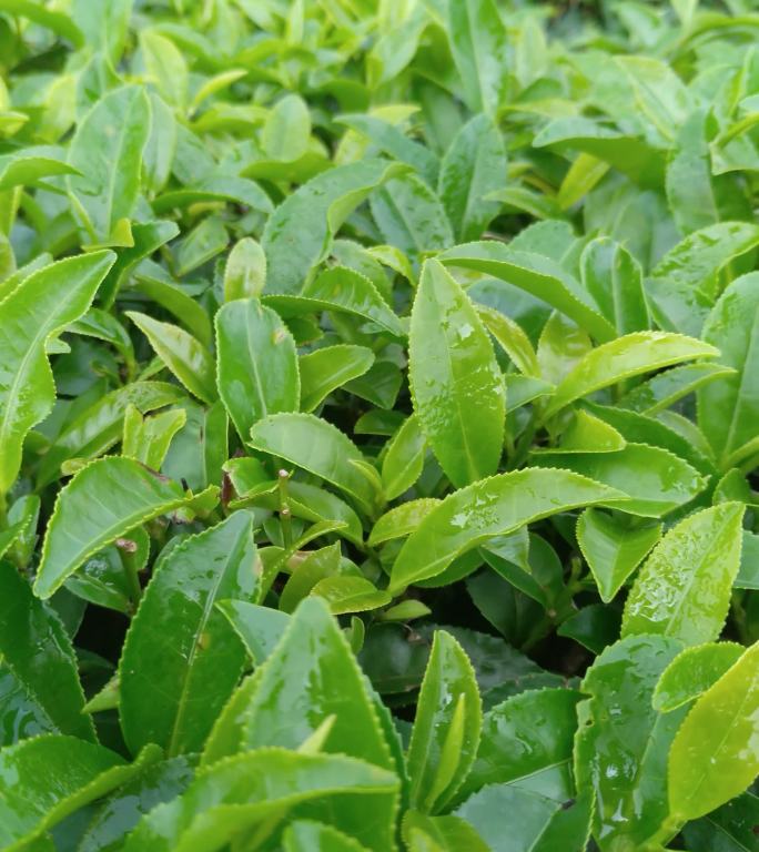 人工采茶农业茶农嫩叶摘茶春茶有机茶园