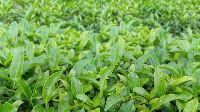 人工采茶农业茶农嫩叶摘茶春茶有机茶园