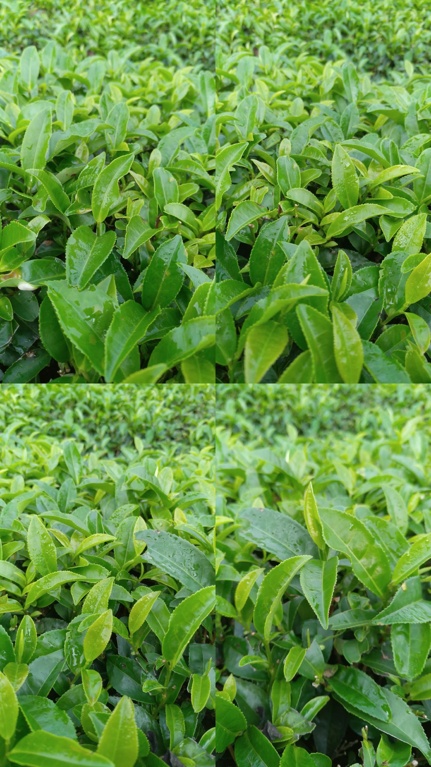人工采茶农业茶农嫩叶摘茶春茶有机茶园