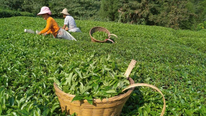 农民茶山茶园茶叶茶田采茶