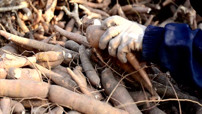 收获木薯的农民红薯地瓜农作物成熟农产品收