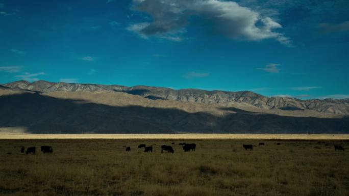 田里的牛时间流逝大自然延时日夜轮回大草原