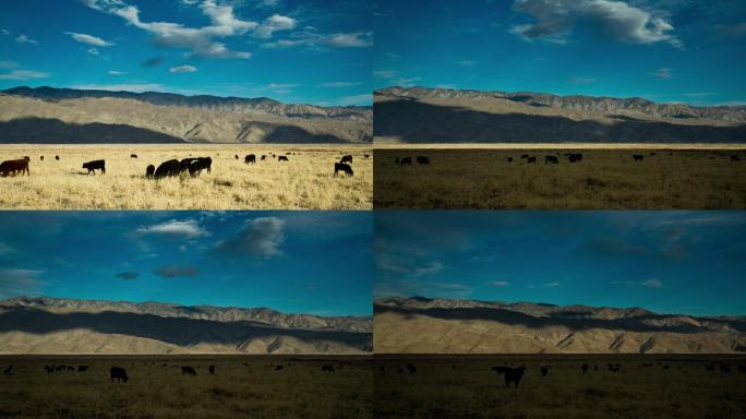 田里的牛时间流逝大自然延时日夜轮回大草原