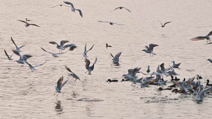 在南方越冬的候鸟觅食飞翔的海鸥