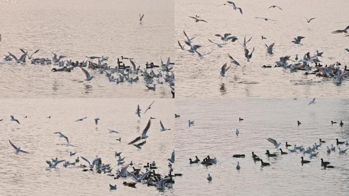 在南方越冬的候鸟觅食飞翔的海鸥