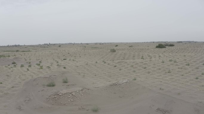 沙漠绿化种植
