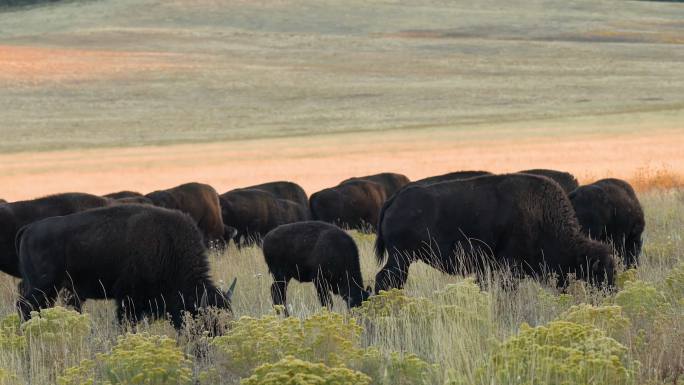 山丘上的美洲野牛群