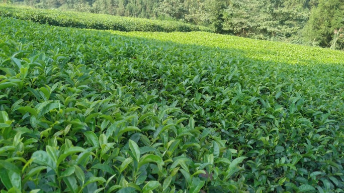 人工采茶农业茶农嫩叶摘茶春茶有机茶园