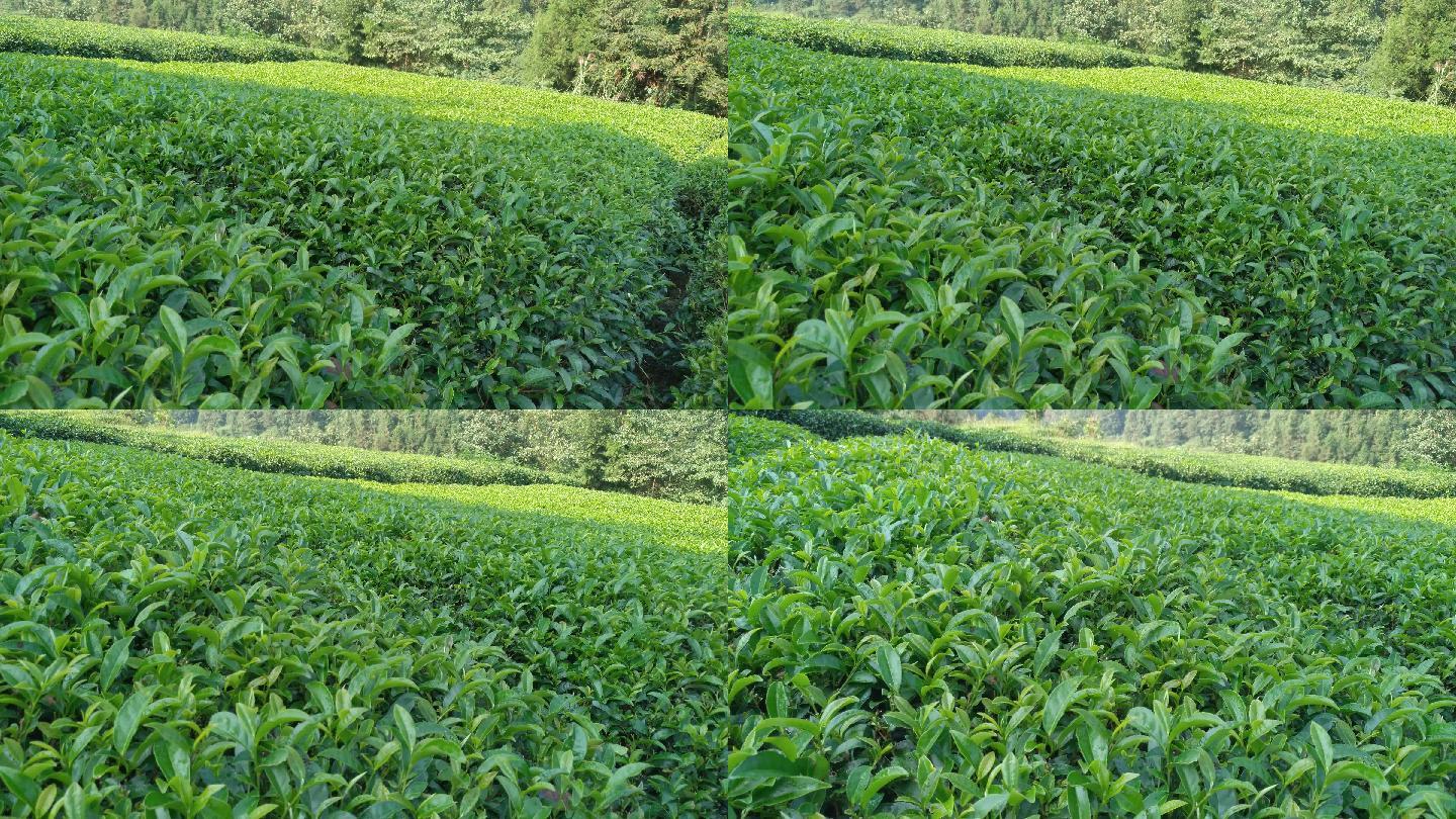 人工采茶农业茶农嫩叶摘茶春茶有机茶园