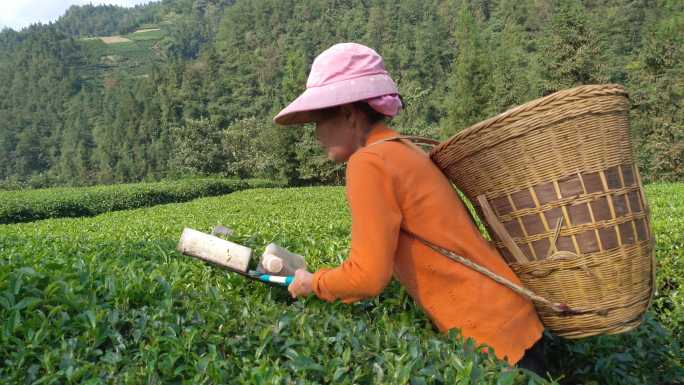 农民茶山茶园茶叶茶田采茶