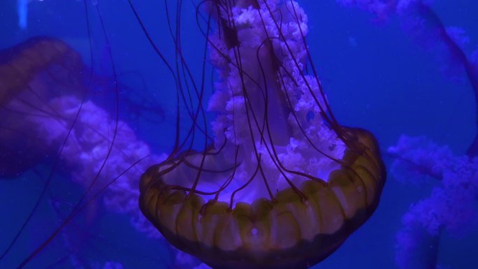 水母海洋馆海洋世界水族馆