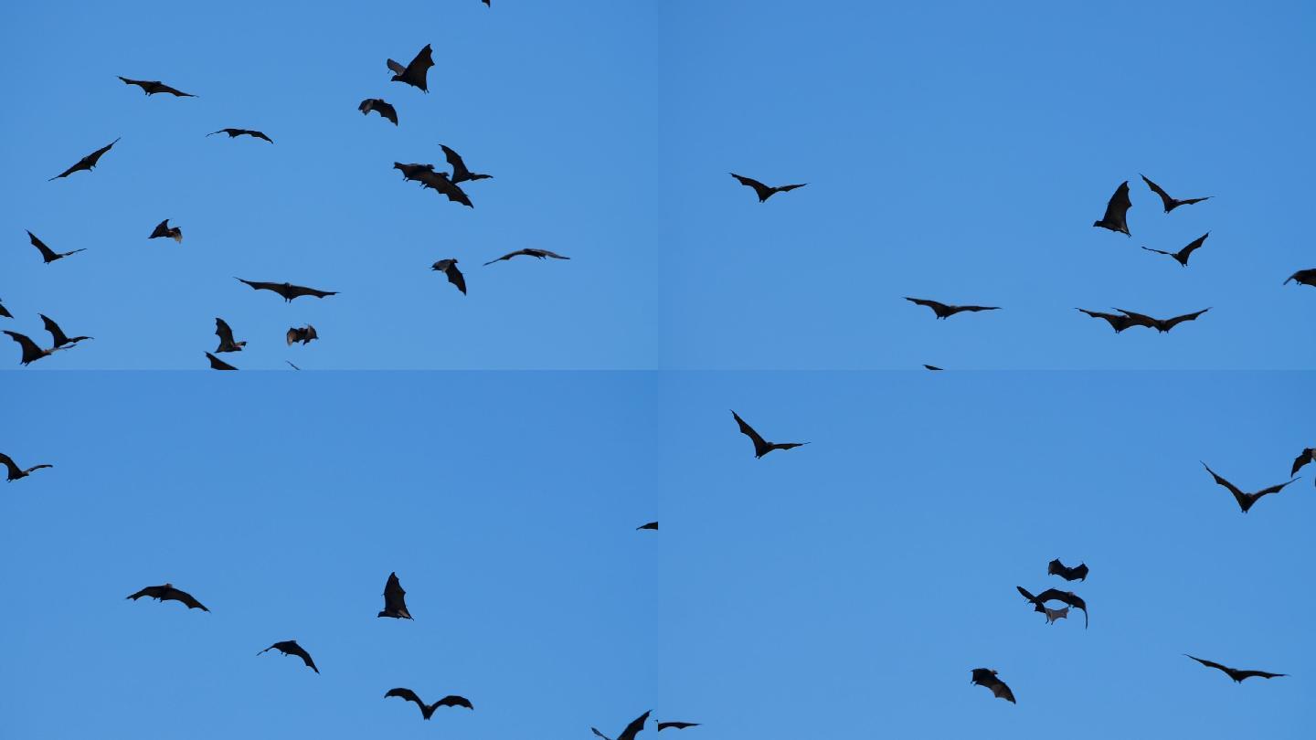 蓝天下飞过的蝙蝠新冠病毒飞鸟鸟飞