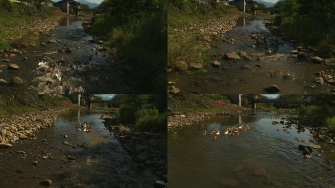 一群鸭子在游泳