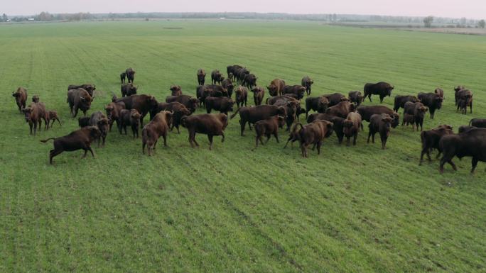 欧洲牛群大草原-放牧牛群奶牛