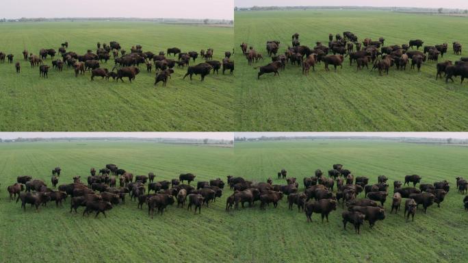 欧洲牛群大草原-放牧牛群奶牛
