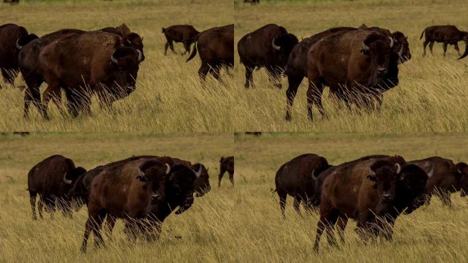 犹他州自然栖息地的多头野牛