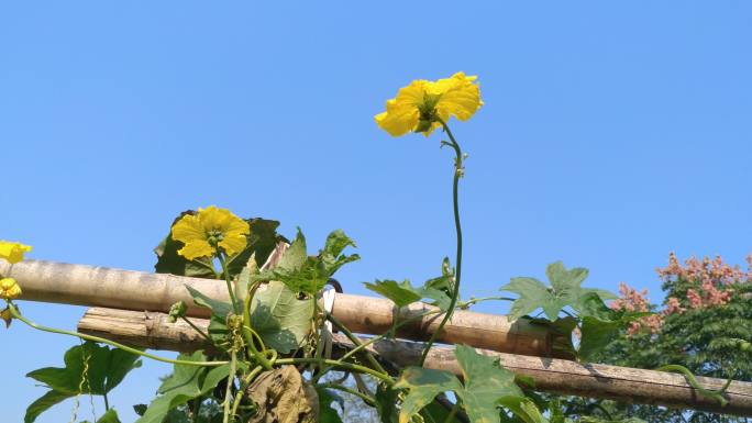 丝瓜花背景4K实拍视频