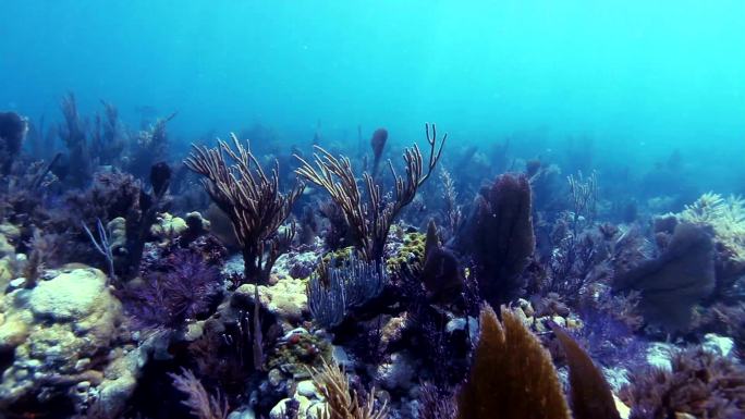 珊瑚礁潜水深海大海海洋水底生物