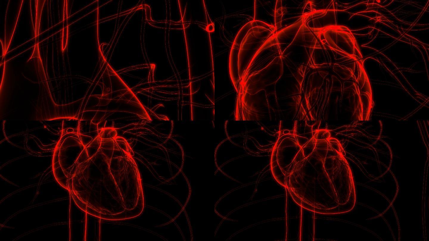 人体循环系统心跳解剖动画概念