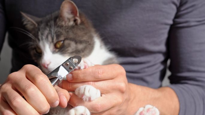 男人用爪子修剪器修剪猫的爪子。宠物美容