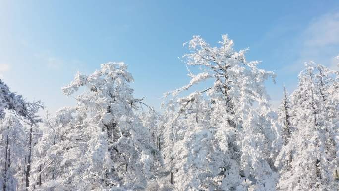 冬季瓦屋山雪白的林海雪原