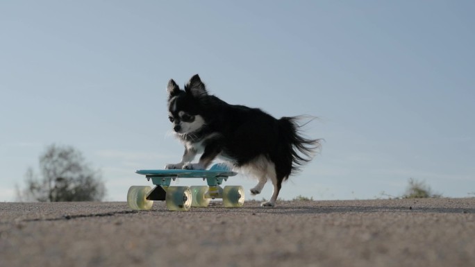 吉娃娃宠物狗推着滑板