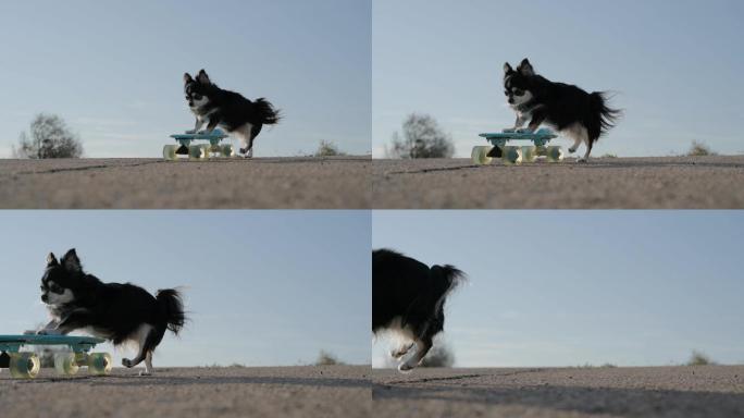 吉娃娃宠物狗推着滑板
