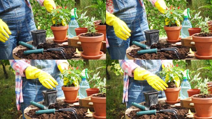 盆栽种植种花种草花艺园艺实拍视频