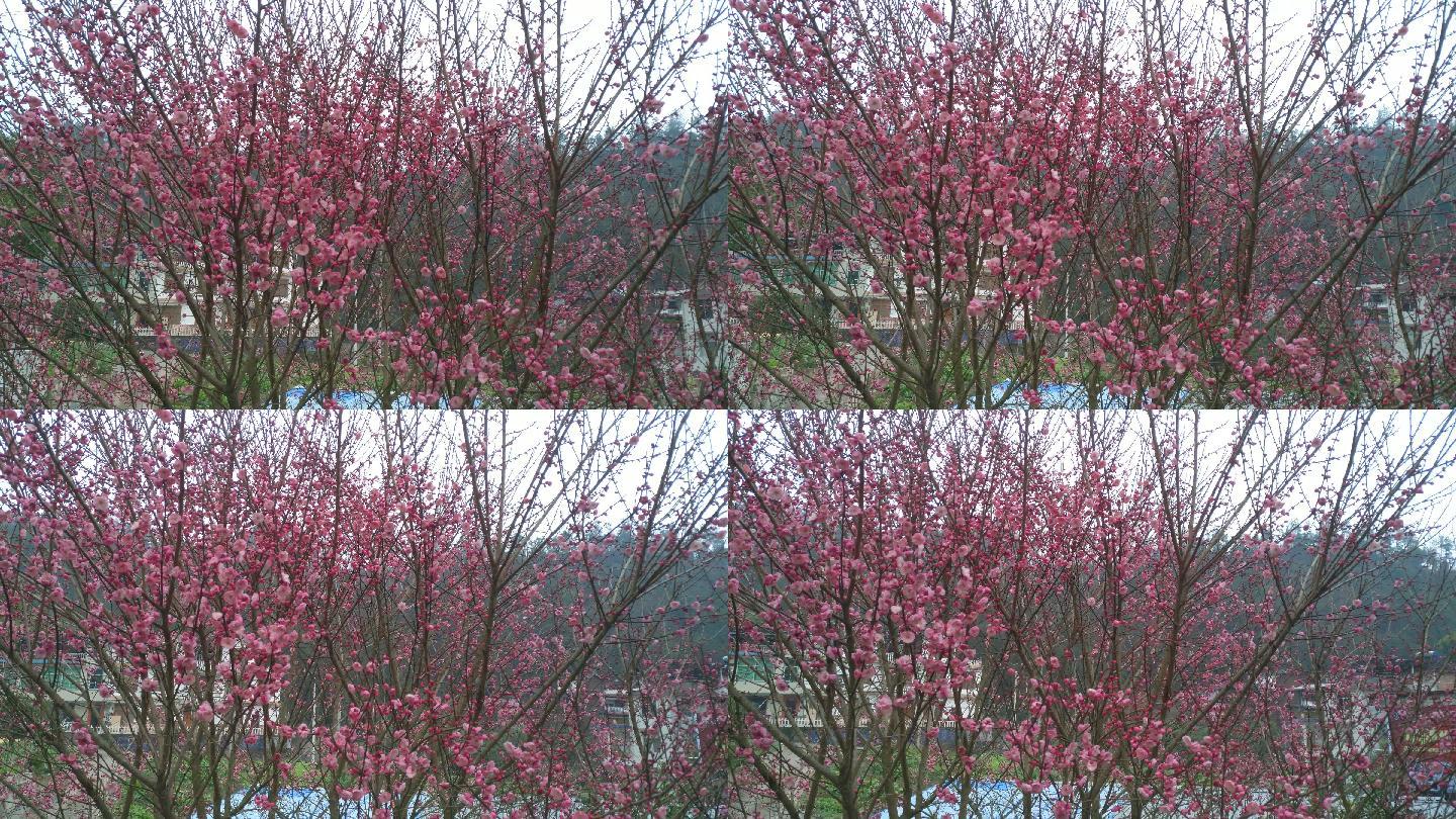 梅花枝梅花盛开腊月腊梅花卉特写