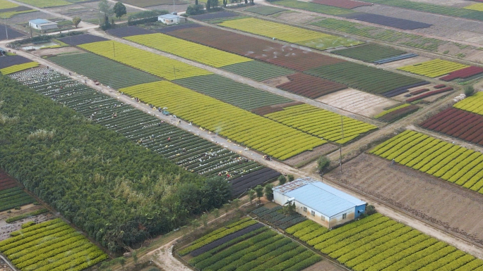 4K航拍 乡村振兴 农业茶叶种植智能灌溉