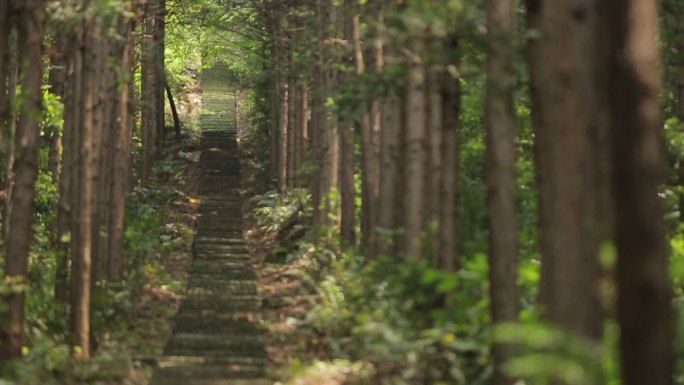 阶梯 台阶  森林 小路 山路