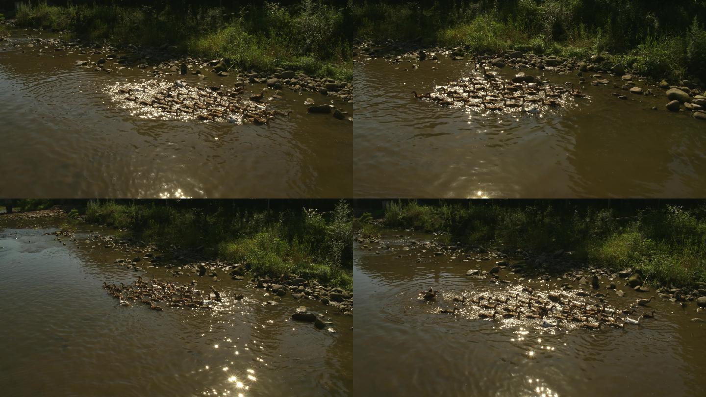 小溪河流上一群鸭子在游泳4K航拍