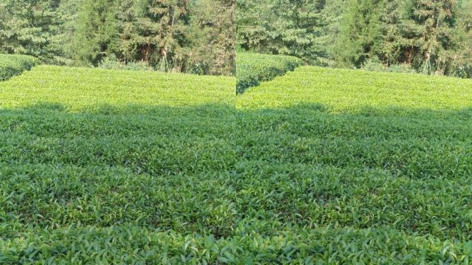 人工采茶农业 农业茶农嫩叶 摘茶明前茶