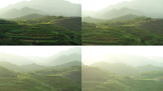 航拍浙江丽水山区夕阳下高山茶园青山绿水